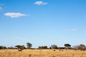 Tarangire National Park panorama, Tanzania, Africa