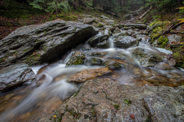 stream in forest