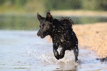 Mischling rennt durch Wasser