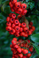 Red bunches of ripe mountain ash in the fall