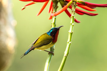 Fork tailed Sunbird (Formal Name: Aethopyga christinae), Male