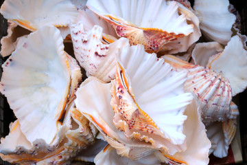 Heap of bivalve clams, selective fokus.