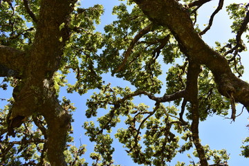 On the way to the hiking at the Fairy forest in Fanal with ancient laurel trees in Madeira, Portugal