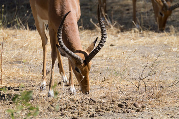 Impala close up, Tarangire National Park, Tanzania