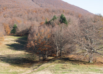 Gentle autumn winter nature background, with trees and fields. Europe, Italy.
