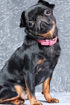 Portrait of petit brabancon dog on grey background,