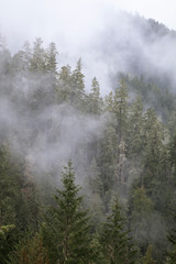 Foggy Oregon forest in the Cascades Mountains