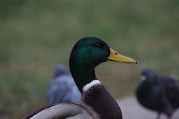 portrait of mallard in profile