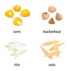Set of various cereals. Vector composition of grains of corn, buckwheat, oats and rice seeds isolated on a white background. Illustration in cartoon style. Whole grains.