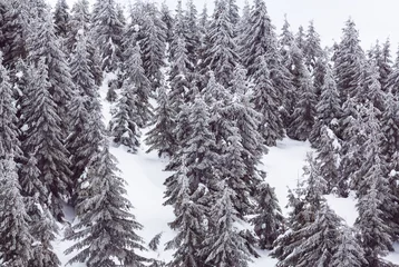 Schilderijen op glas Winter forest © Galyna Andrushko