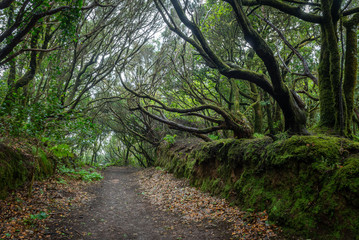 Footpath in Anaga Rural Park on Tenerife island, Spain