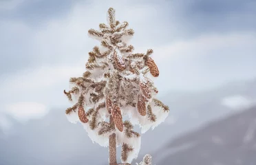 Badkamer foto achterwand Winter tree © Galyna Andrushko