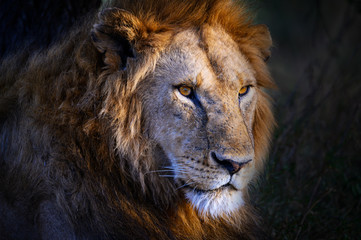 Löwenportät in der Abendsonne