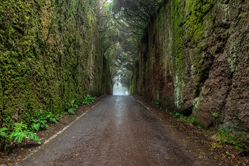Old road to Pico del Ingles, Anaga Rural Park on Tenerife island, Spain