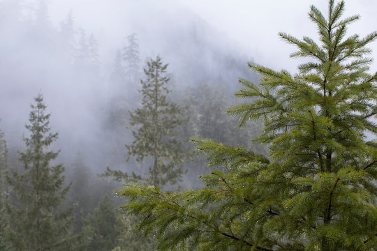 Foggy Oregon Forest In The Cascades Mountains