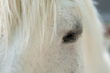 Beautiful white horse up close. 