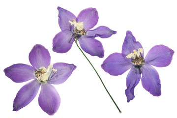 Pressed and dried delphinium flowers isolated on white background.