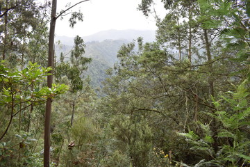 Obraz premium Hiking trail at Levada do Rei in Madeira, Portugal