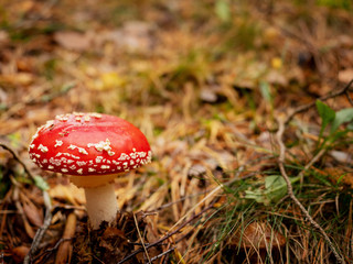 Poisonous and dangerous mushroom Amanita muscaria, commonly known as the fly agaric or fly amanita in a forest enviroment.