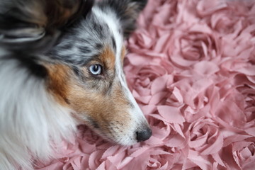 Sheltie liegt auf Rosenblüten