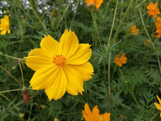 yellow flowers in garden