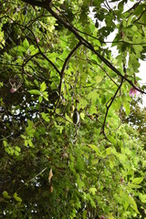 Pineapple banana fruit in a garden in Madeira, Portugal
