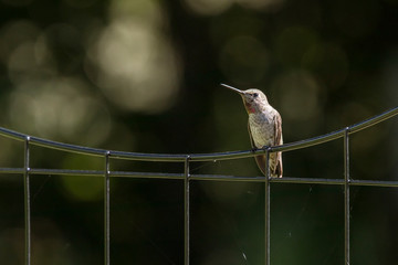 Tiny Anna's hummingbird perched on a wire with a bokeh background.