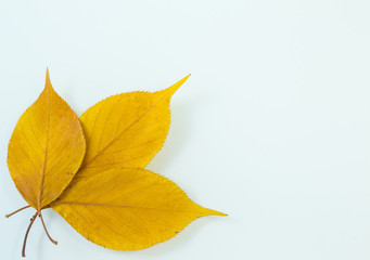 yellow oval autumn leaves on a white background
