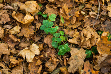 breaking through the leaves of a young sapling