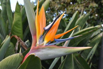 Fototapeta na wymiar birds of paradise flower with green leaves – can be used as a background