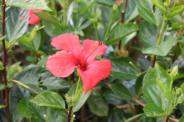 Red flower with green leaves – can be used as a background