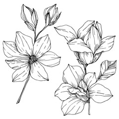 Vector Magnolia floral botanical flowers. Black and white engraved ink art. Isolated magnolia illustration element.