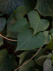 Branch of ivy leaves