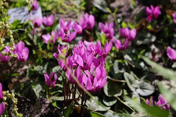 Botanischer Garten Erlangen
