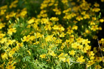 Botanischer Garten Erlangen