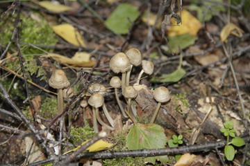mushroom in forest