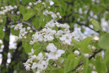 white flowers of a tree in spring