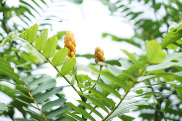 Alata flower on the tree