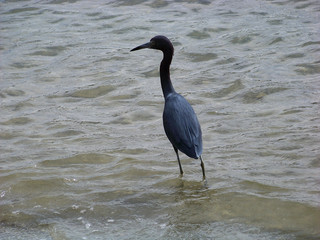Bird Watching in Stuart, Florida, USA