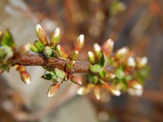 Buds on an apple branch