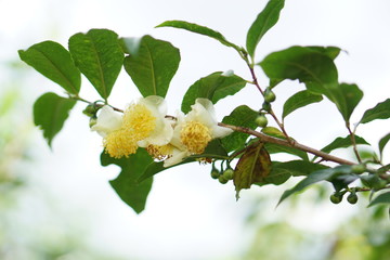 miang flower