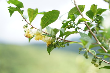 miang flower