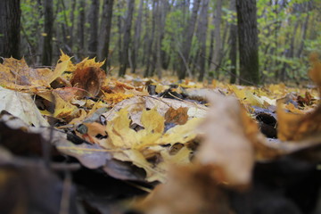 mushroom in forest