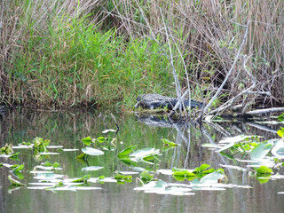 Alligator along Tram Road Trail to Shark Valley Observation Tower in Everglades National Park in Florida