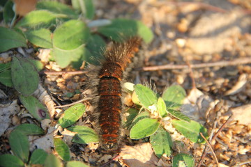 caterpillar on leaf