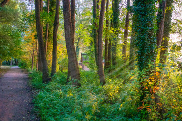 Fototapeta na wymiar Ruhiger Wald im Herbstlicht, Farbenfroher Frühling