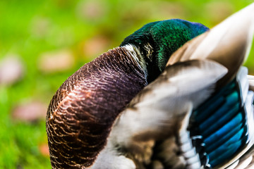 Duck hide