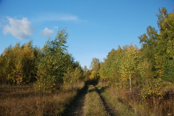 Fototapeta premium Forest Road