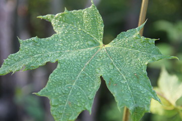 green leaf with drops of water