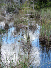 Nature along the Tram Road Trail to Shark Valley Observation Tower in Everglades National Park in Florida